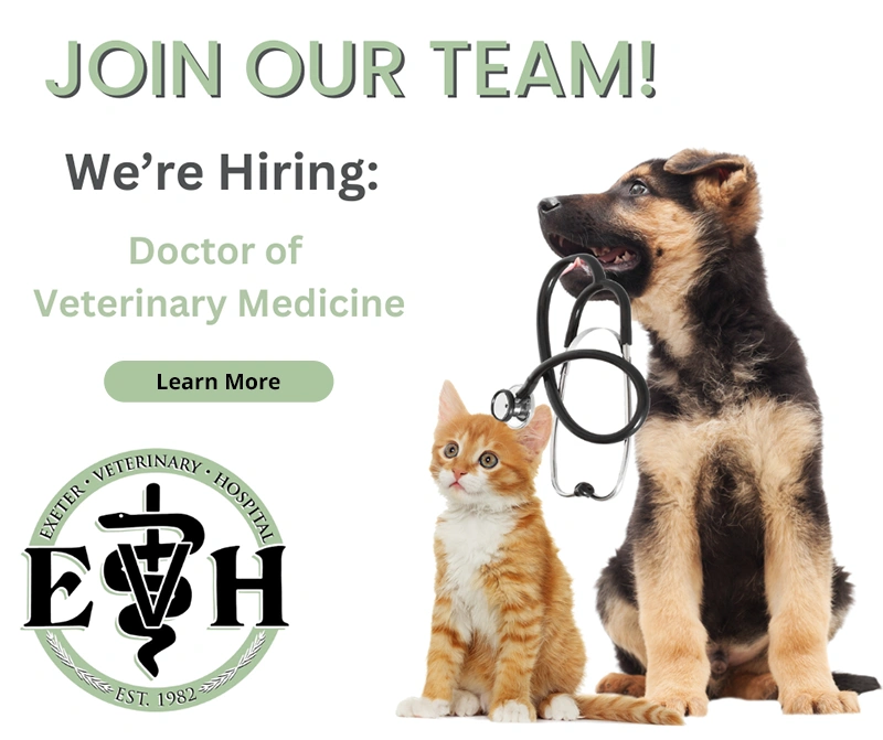 Join our team! We're Hiring: Doctor of Veterinary Medicine. Learn more!